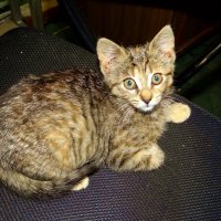 Соня :: Антонина Гугаева