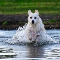 Счастливая собака :: Светлана