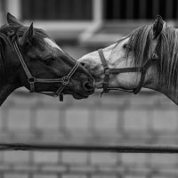 Нежность :: Михаил Измайлов