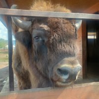 Зубр :: Ирэн 