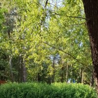 Лилин пруд :: Галина R...