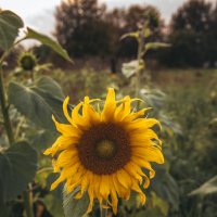 Подсолнух :: Светлана Мишенёва