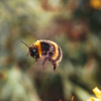 Шмель :: Светлана Мишенёва