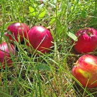 Закончилось лето... :: Елена Закончилось лето... :: Елена