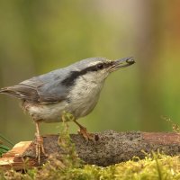 ... :: Вячеслав Минаев