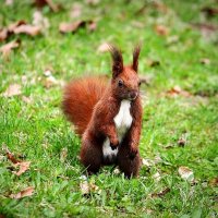 На прогулке :: Юрий. Шмаков