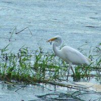 большая белая цапля с уловом :: gawrilа - dan