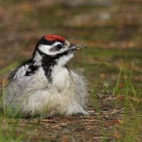 Большой пёстрый дятел :: Виктория 