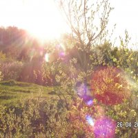 Блики солнца :: fogmeadowww m