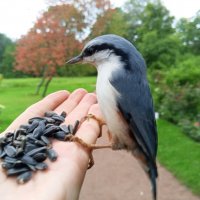 Поползень :: Сапсан 