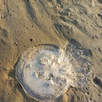 Что осталось от медузы :: Татьяна Пальчикова