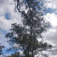 Карагач :: Андрей Хлопонин Карагач :: Андрей Хлопонин