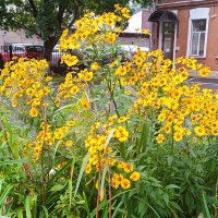 Жёлтые цветы. :: Светлана Калмыкова Калмыкова