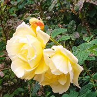 Чайные розы. :: Светлана Калмыкова Калмыкова