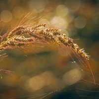 *** :: Виктор Иванович Чернюк *** :: Виктор Иванович Чернюк