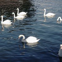 Лебеди :: Рита Симонова
