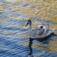 Молодой лебедь :: Рита Симонова Молодой лебедь :: Рита Симонова