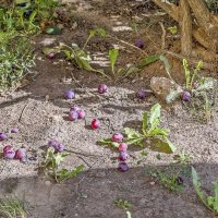 Опавшие сливы :: Валерий Иванович Опавшие сливы :: Валерий Иванович