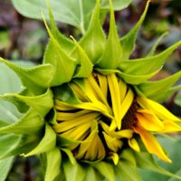 Подсолнух :: Любимова Ольга 