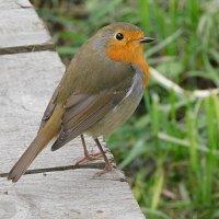 Зарянка :: Лина 