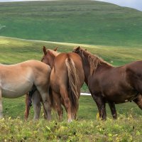 Прогулка по плато Лаго-Наки :: Игорь Сикорский Прогулка по плато Лаго-Наки :: Игорь Сикорский