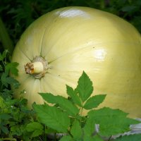 Лето в Ботаническом... Август. :: Наташа *****