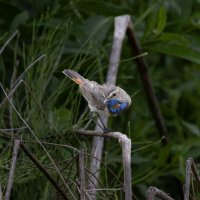 варакушка :: юрий макаров