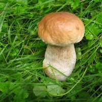 Красавчик :: Людмила Смородинская