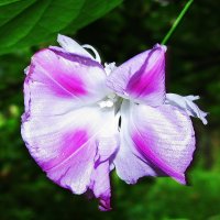 Нежная ипомея :: Людмила Смородинская