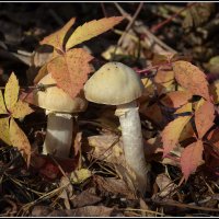 Шампиньон лесной :: Aleksandr Gal