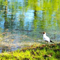 ОЗЕРНАЯ ЧАЙКА НА ВЕСЕННЕМ БЕРЕГУ :: Валентина ОЗЕРНАЯ ЧАЙКА НА ВЕСЕННЕМ БЕРЕГУ :: Валентина