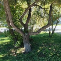 . :: Редкий Гость