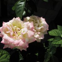 Глория  Дей :: Валентин Семчишин