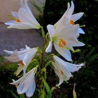 Белые  лилии  Кандидум :: Валентин Семчишин