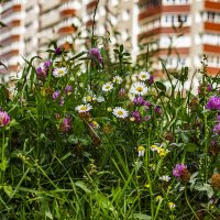 Были когда то, живые газоны. :: Петр Беляков Были когда то, живые газоны. :: Петр Беляков