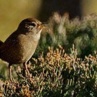 Крапивник... :: Николай Саржанов