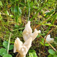 Лопастник курчавый :: Ирина Жигунова