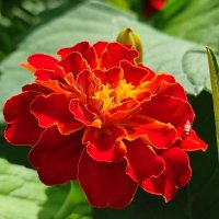 Цветочек :: Валентина Богатко 