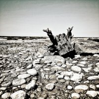 *** :: Oksana Verkhoglyad