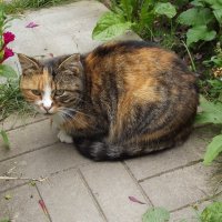 Фрося :: Freddy 97