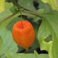 Физалис :: Freddy 97