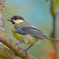 взрослеет синичка... :: Andrey Bragin 