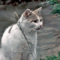 Кошка :: евгений 