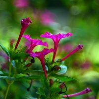 Мирабилис - ночная красавица :: Геннадий Супрун Мирабилис - ночная красавица :: Геннадий Супрун