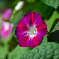 Ипомея  пурпурная :: Геннадий Супрун