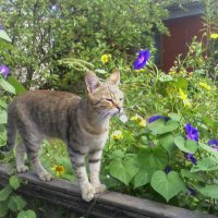 Котик Русик позирует :) :: Наталья 