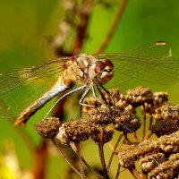 Природа конца лета 5 :: Александр Прокудин