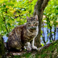 Дачная кошка :: Любовь 