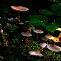 *** :: Владимир Безбородов *** :: Владимир Безбородов