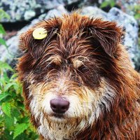 Дворняга :: Александр Чашин Дворняга :: Александр Чашин